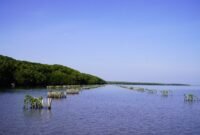 SPJM perluas program rehabilitasi Mangrove dan pengembangan komunitas di Maros untuk Mitigasi Perubahan Iklim, potensi serapan karbon capai ratusan ton.